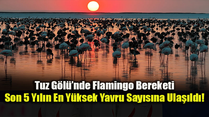 Ya���lar Hayat Verdi: Tuz G�l��nde Flamingolar ��in Rekor Sezon